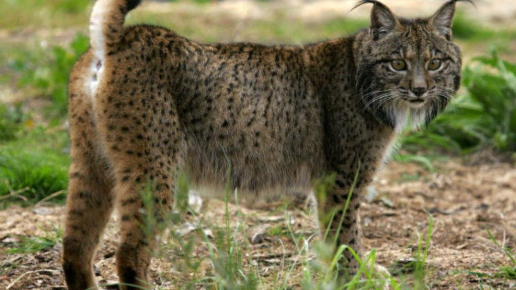 Imagen de archivo de un lince ibérico