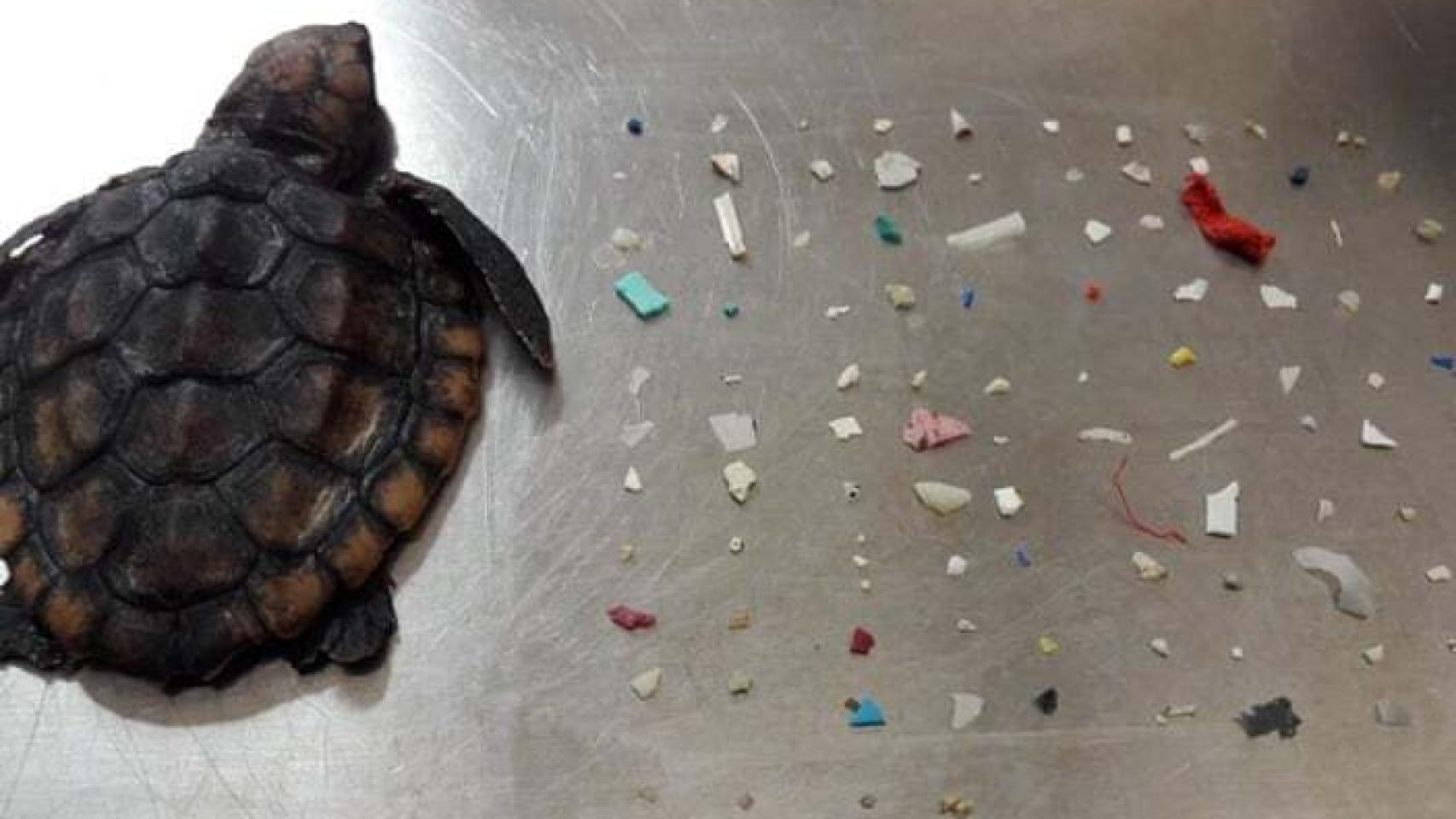 Hallan 104 trozos de plásticos en el estómago de una tortuga que poco después murió en Florida.