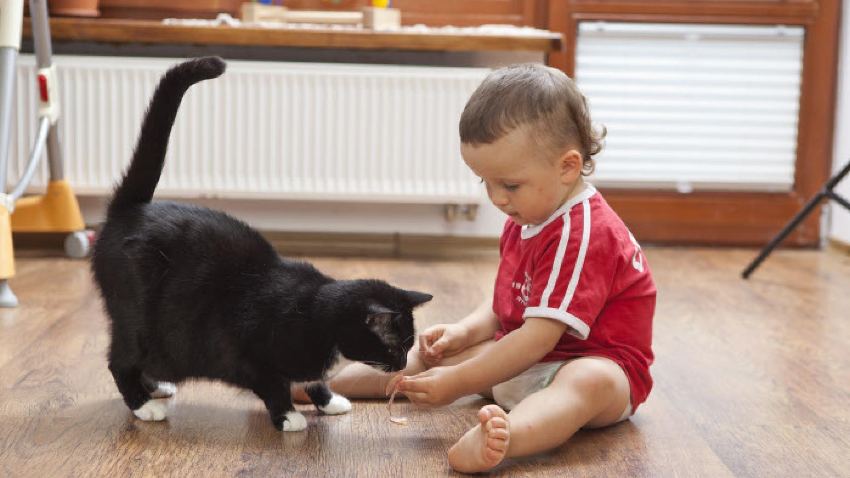 Los gatos son carnívoros más estrictos aún que los perros.