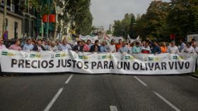 Manifestación en defensa del olivar tradicional ante la crítica situación que atraviesa el sector por los bajos precios en origen del aceite de oliva, en Madrid.