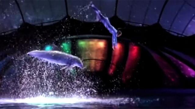 ‘Dolphins with the stars', el nuevo gran proyecto en manos de Mediaset