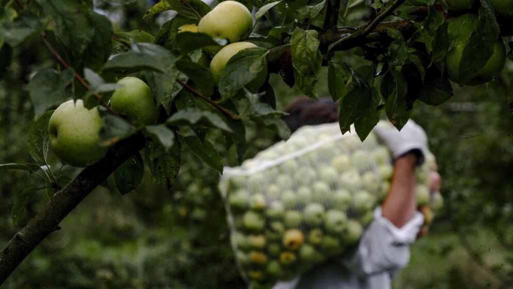 Galicia, mayor productor de manzana sidrera, está de cosecha
