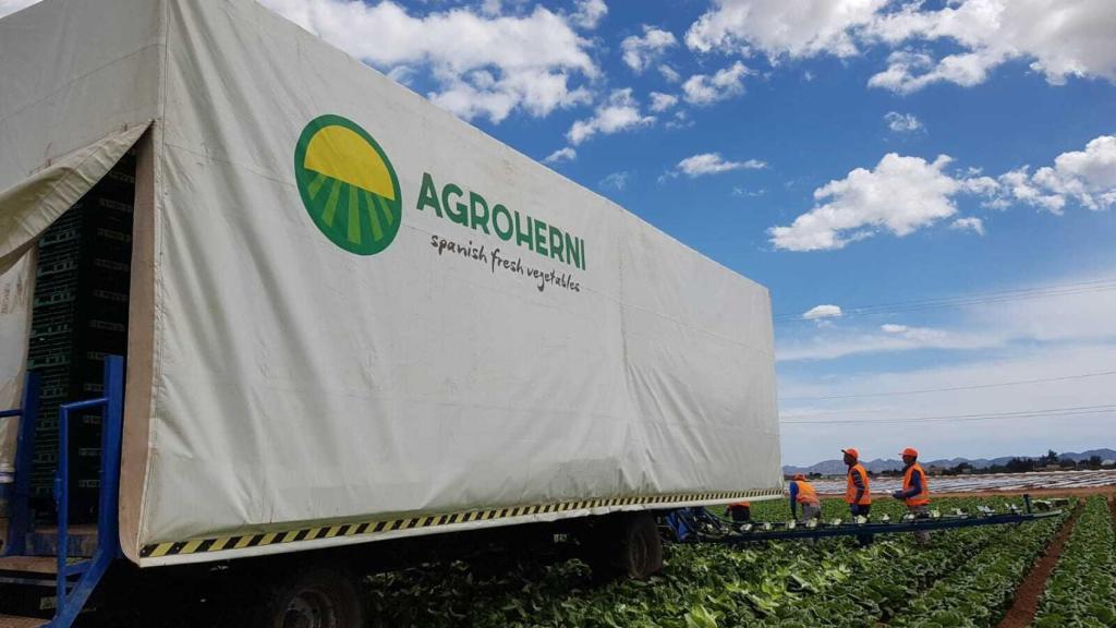 Unos jornaleros trabajando en una finca de Agroherni antes de que la empresa cesara la actividad tras entrar en preconcurso de acreedores.