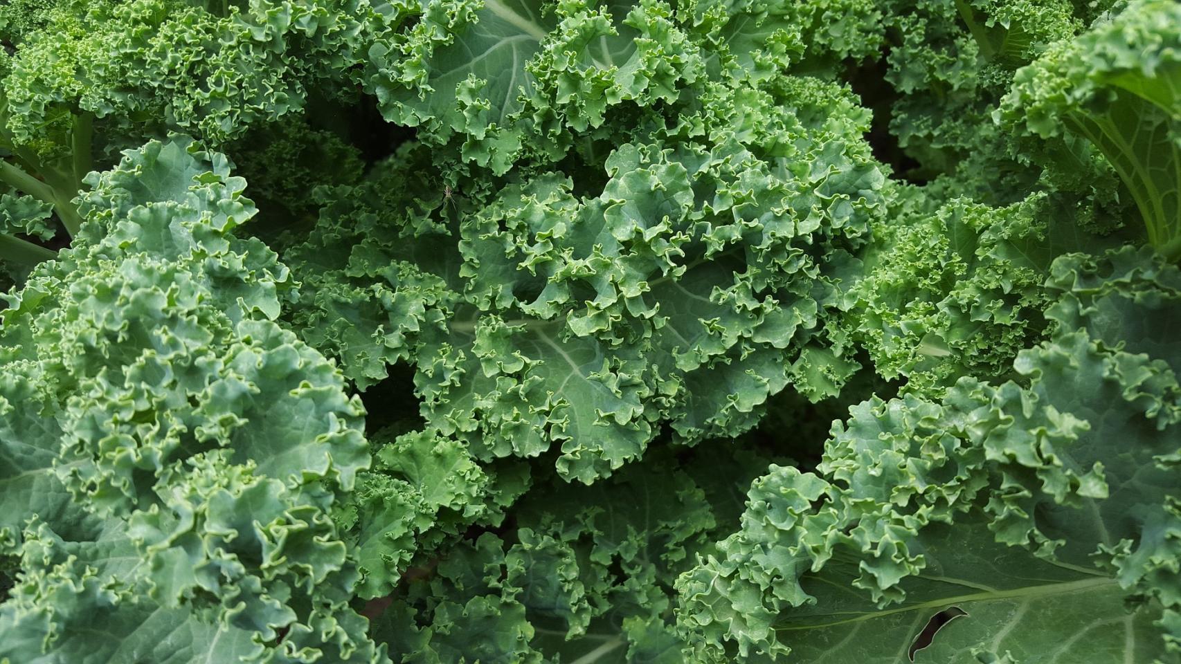 Las verduras de hoja verde