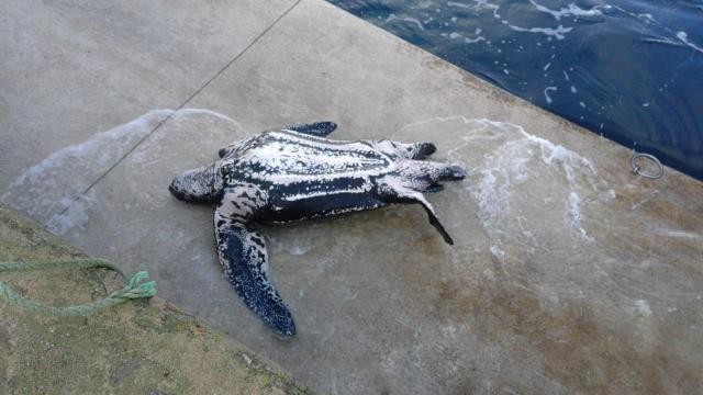 Tortuga varada en el puerto de Malpica