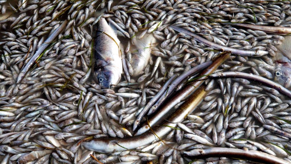 Miles de peces muertos en playas del Mar Menor.