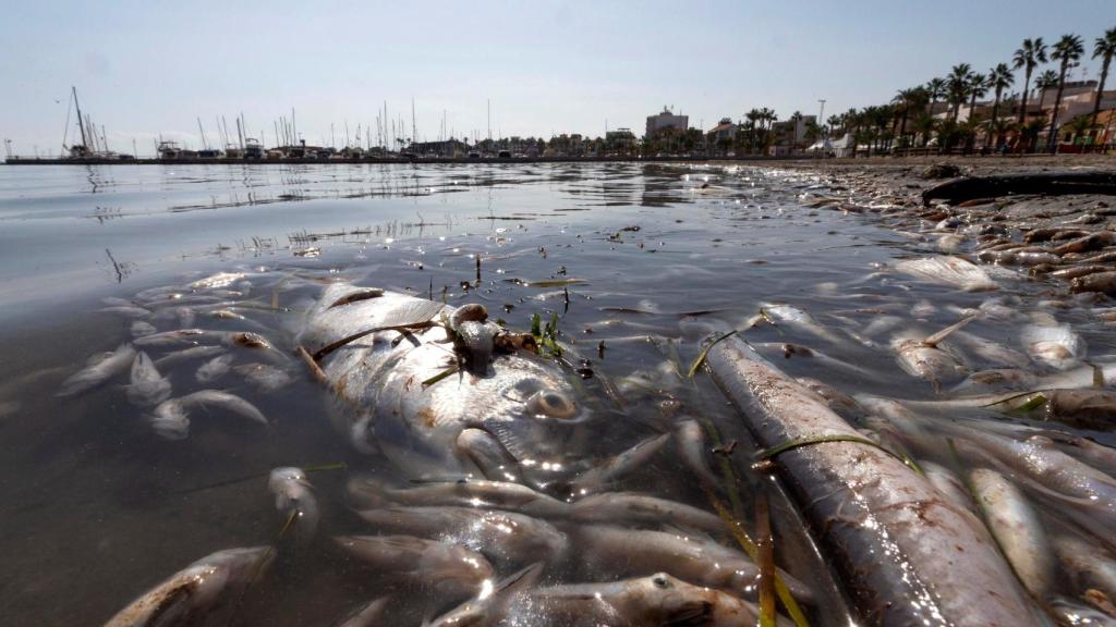 Peces muertos el 13 de octubre en playas del Mar Menor, en la zona de Villananitos y La Puntica, San Pedro del Pinatar, (Murcia).