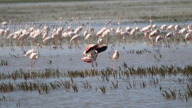 Una imagen de archivo muestra a flamencos en el Parque Nacional de Doñana.