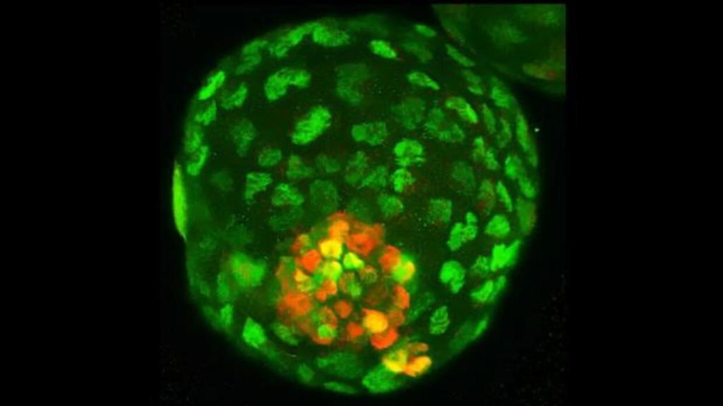 El «blastoide» generado en el laboratorio de Izpisua.