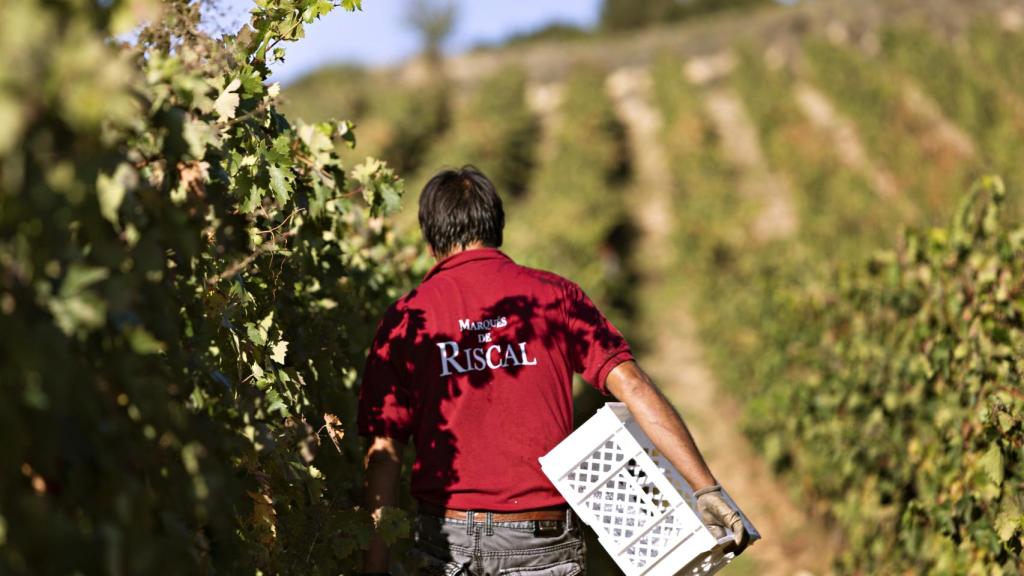 Vendimia manual en Marqués de Riscal.