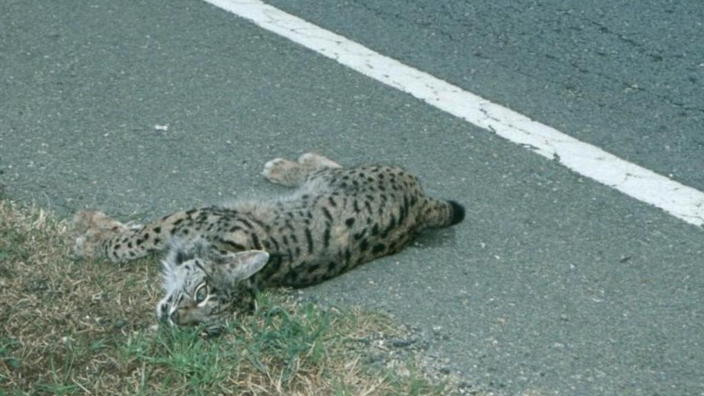 Imagen de archivo de un lince atropellado, compartida por WWF