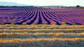 Uno de los campos de lavanda de Brihuega (Guadalajara)