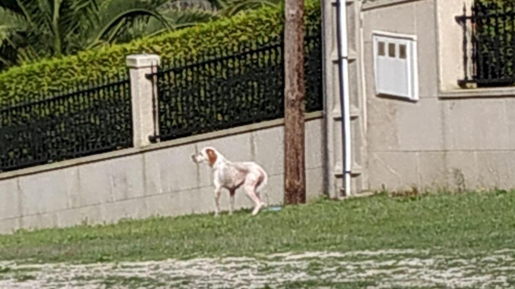 El perro presentaba signos de desnutrición