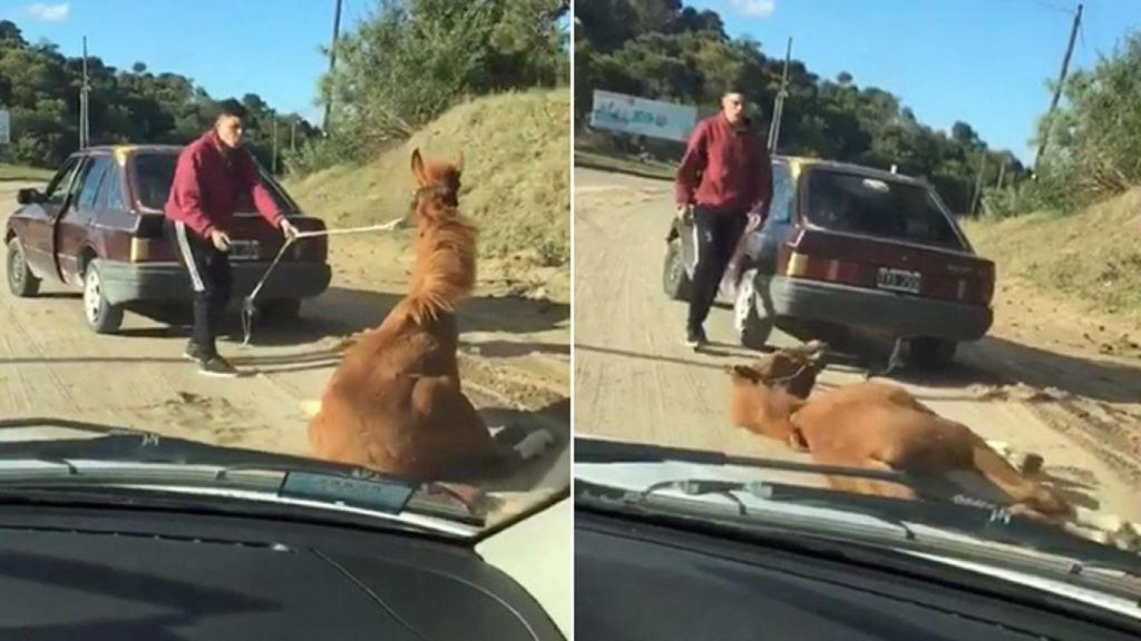 Un joven arrastra a un caballo con su coche.