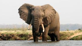 Un elefante cruza el río Zambeze.