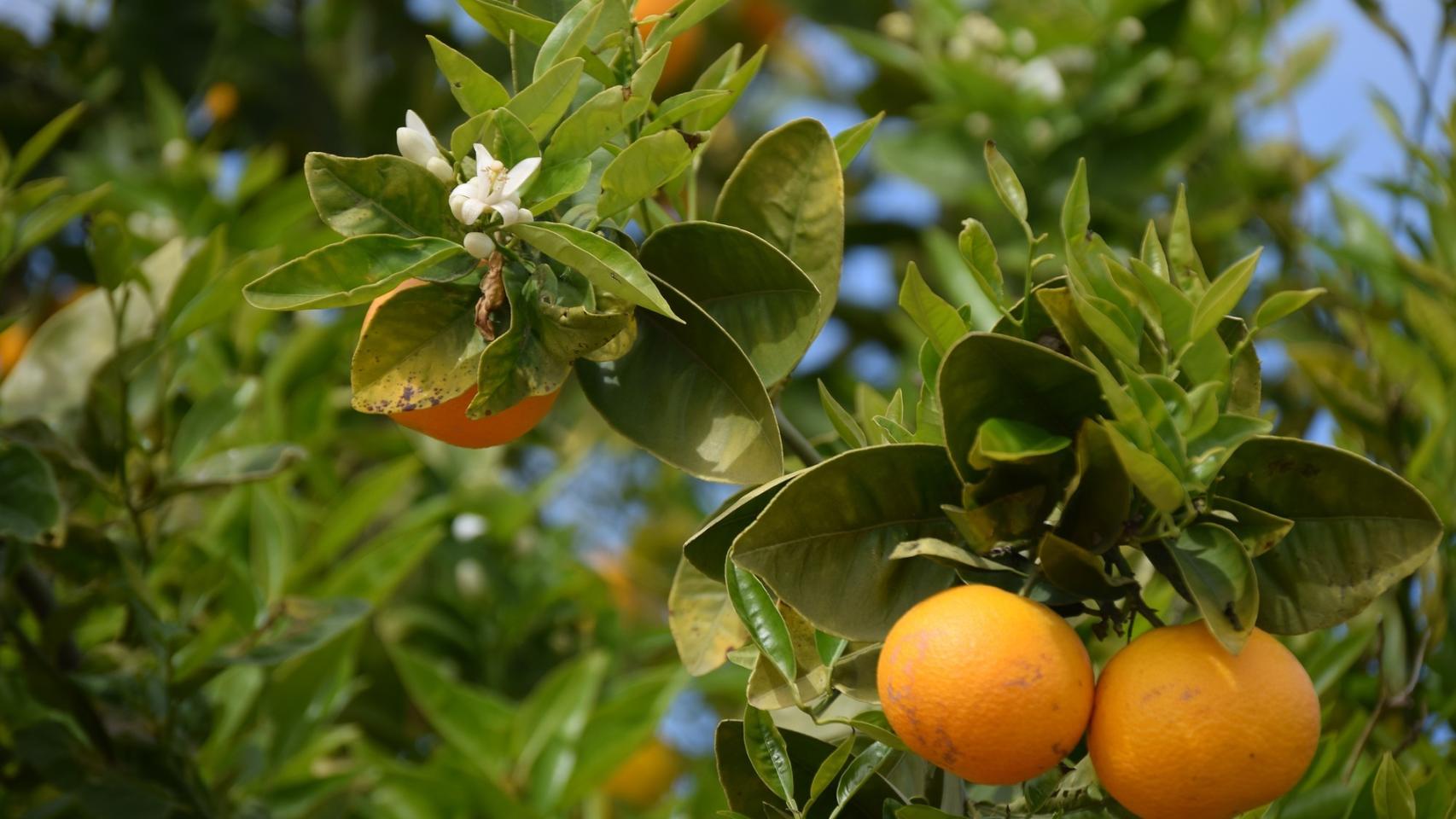 Unas esplendorosas naranjas en un naranjo.