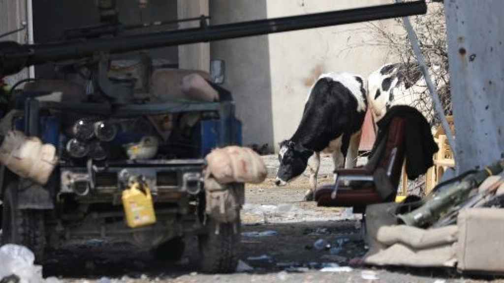 Las vacas bomba no provocaron daños personales