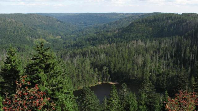 Un viaje gastronómico por la Selva Negra Alemana