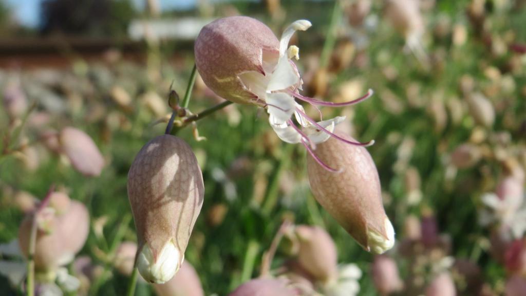 Silene vulgaris an der Rheinbahn bei Oftersheim. AnRo0002 / Wikimedia Commons