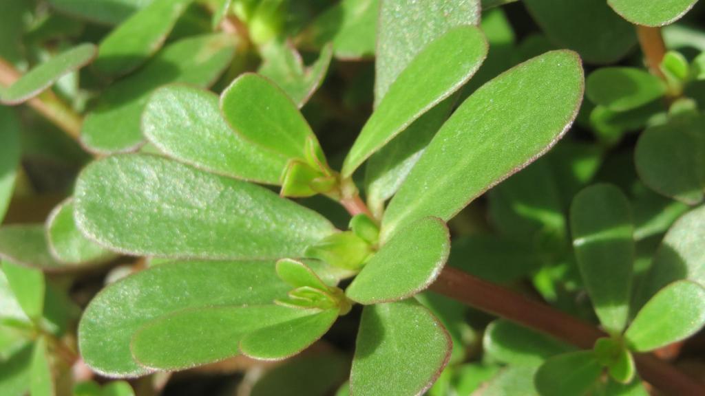 Portulaca oleracea in Hockenheim.  AnRo0002/Wikimedia Commons.