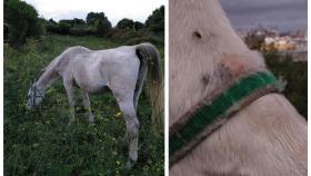 Los animalistas alertan sobre un caballo atado y con marcas en A Coruña