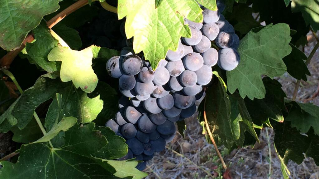 Uvas de la variedad Tempranillo
