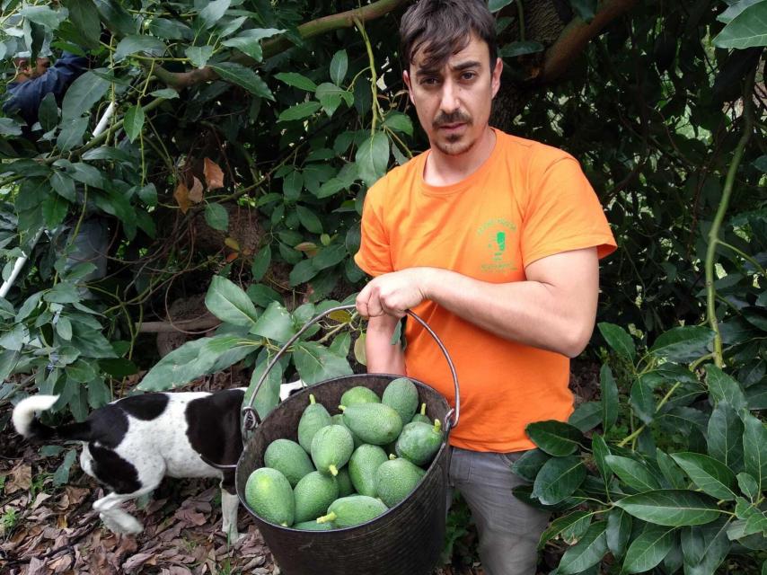 Uno de los trabajadores de Julián, en el Rancho Antillano, transporta aguacates en espuertas.