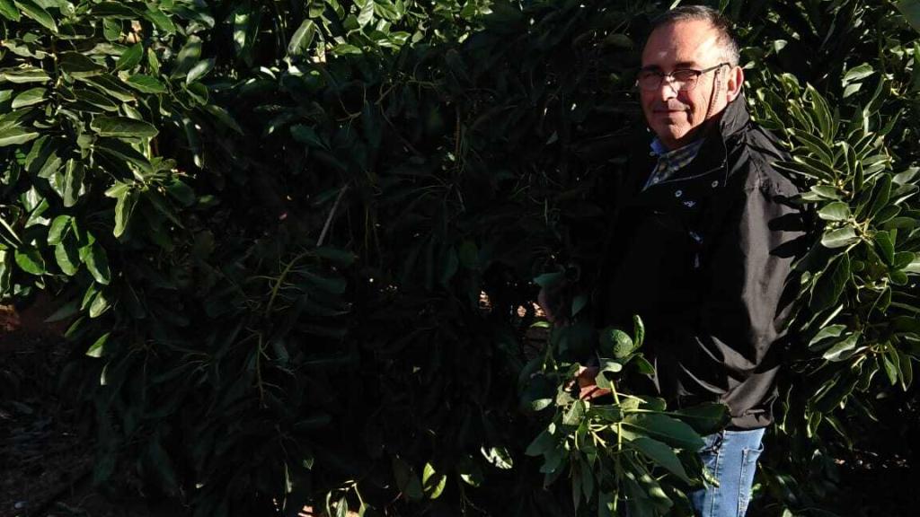 Mariano ha pasado de cultivar naranjas a plantar árboles de agucates en Valencia.