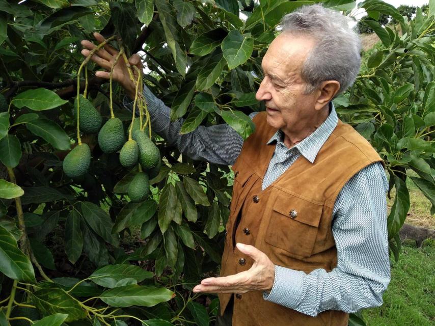 Julián, toda una vida cultivando aguacates.