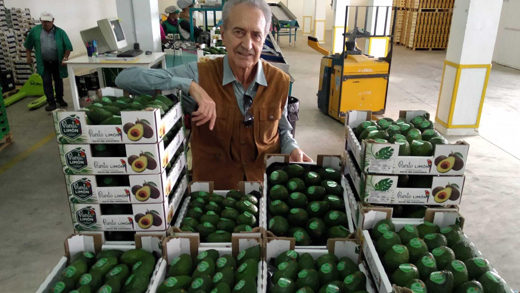 Julián, introductor del aguacate, cultiva este fruto tropical en sus 40 hectáreas en la Axarquía malagueña.