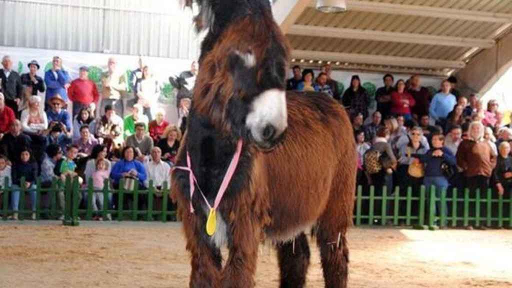 zamora san vitero burros (2)