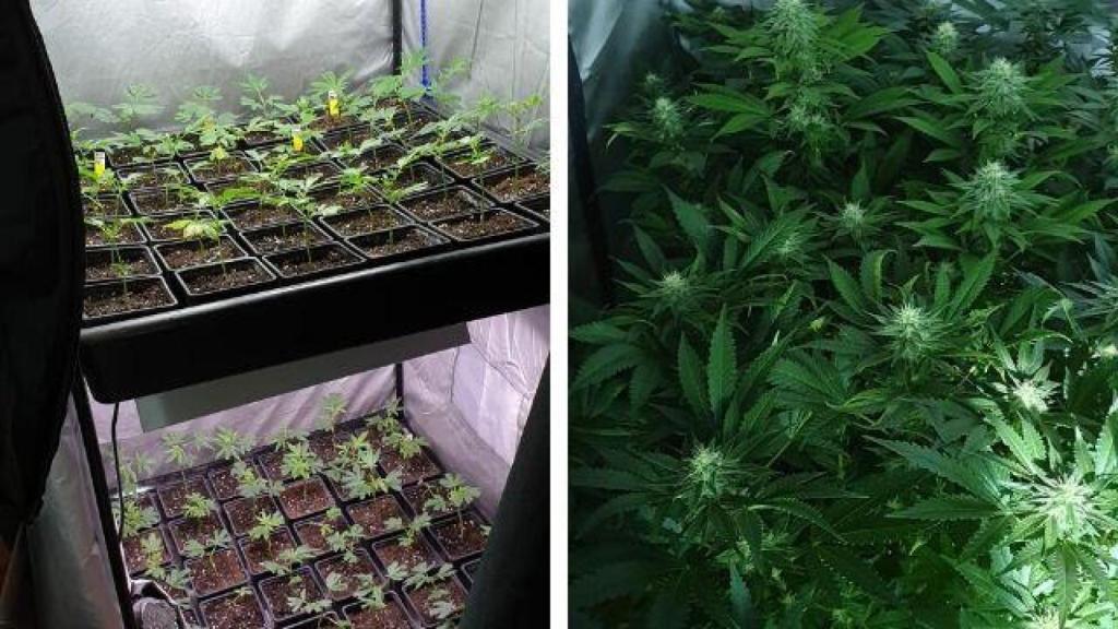 Descubren 350 plantas de marihuana en un galpón de Abegondo