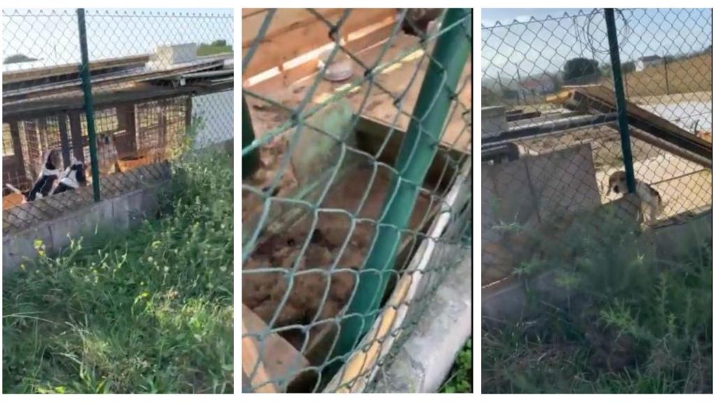 Denuncian un zulo con perros entre heces en una finca de Betanzos