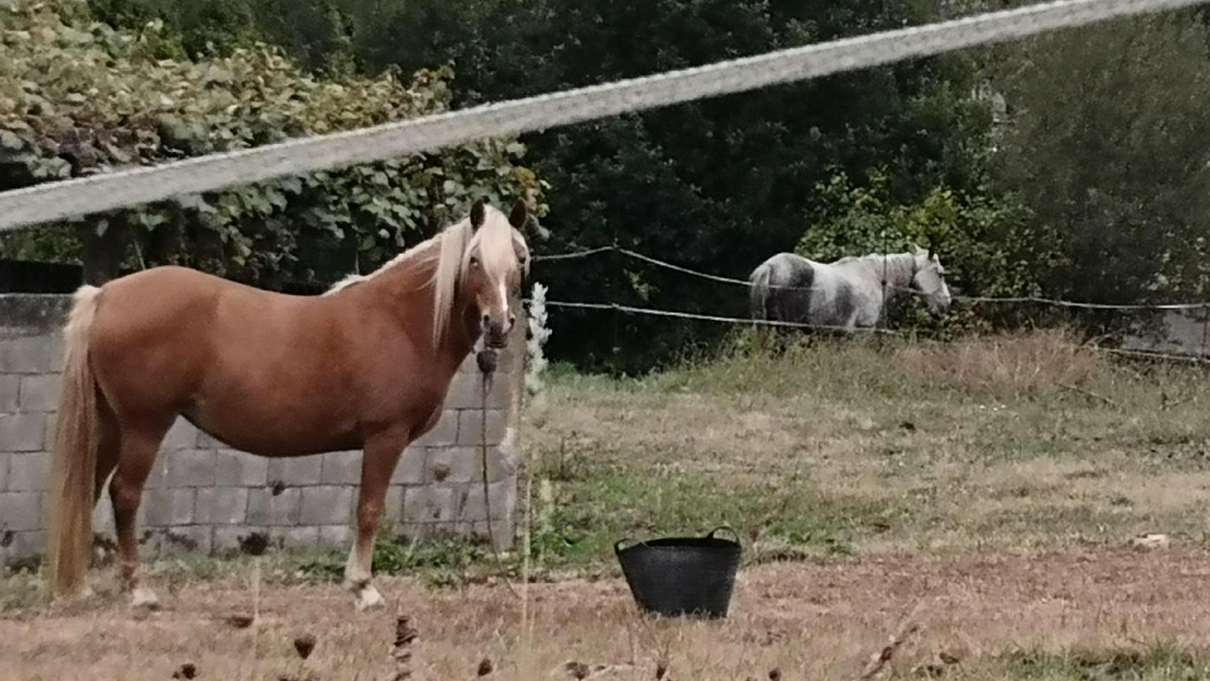 Imagen de archivo de un caballo atado