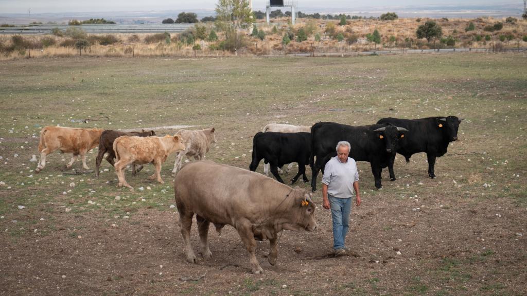 Las actividades agrícolas y ganaderas son las primeras que están sufriendo los efectos de la falta de precipitaciones.