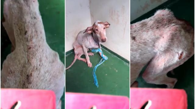 Las imágenes fueron grabadas por el centro de acogida de animales.