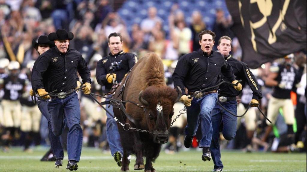 Ralphie V, mascota oficial del equipo de fútbol de la Universidad de Colorado Boulder.