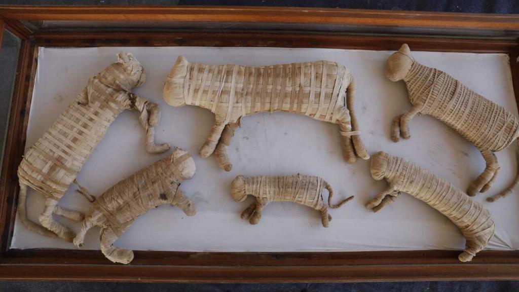 Las momias del cachorro de león y otros cinco felinos.