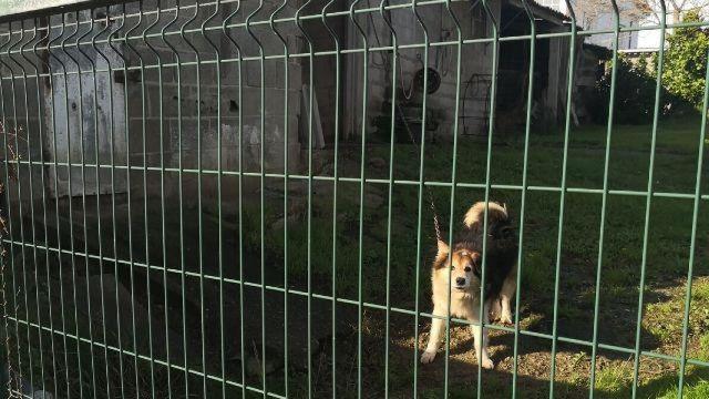 Perro encadenado en Cambre