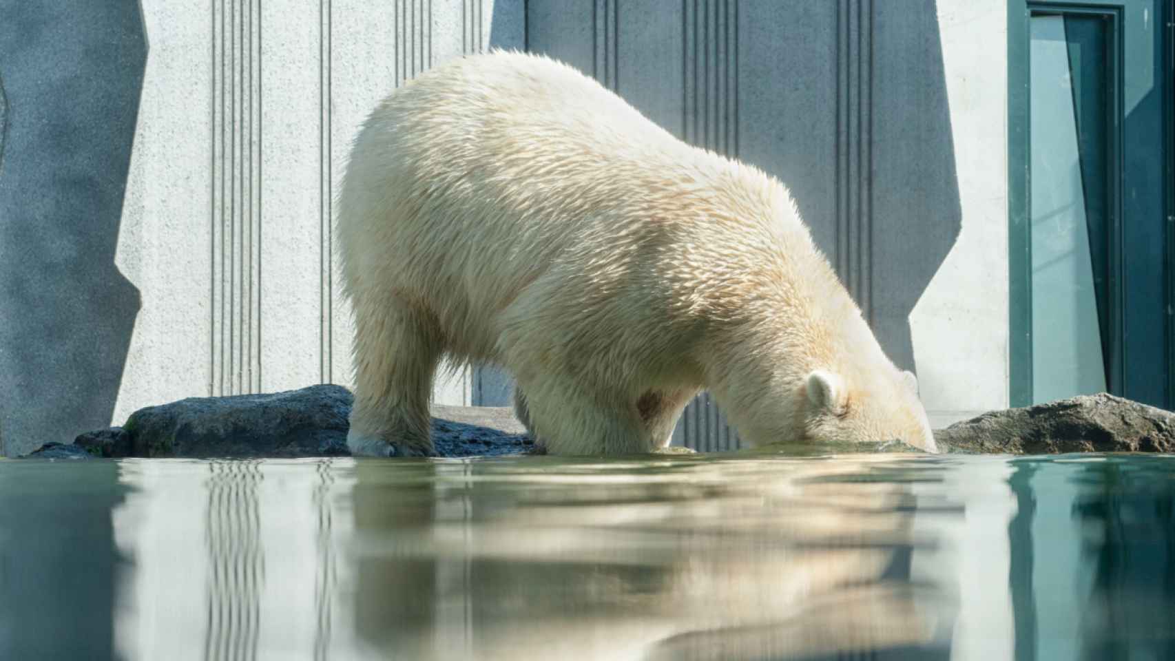 Un oso polar mete la cabeza en las aguas en deshielo del Ártico.