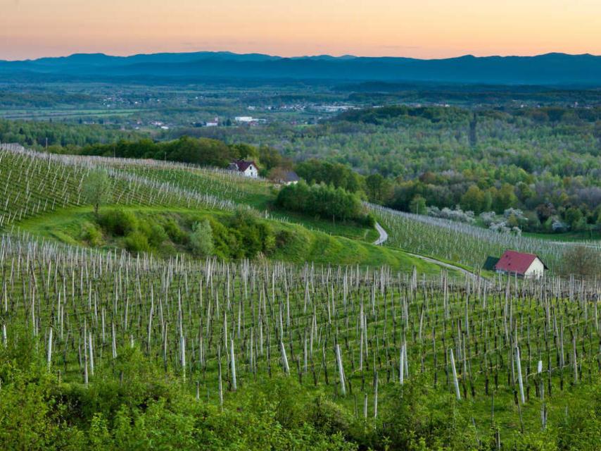 El clima y el terreno marcan la personalidad de los vinos eslovenos.