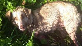 Muere Alma, la perra que fue tiroteada el sábado por un cazador en Chantada