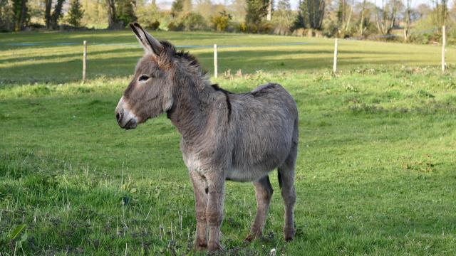 Un burro en un prado.