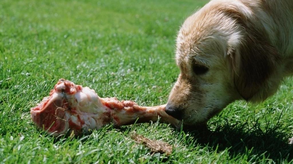 La 'alimentación alternativa' al pienso daña el corazón de los perros.