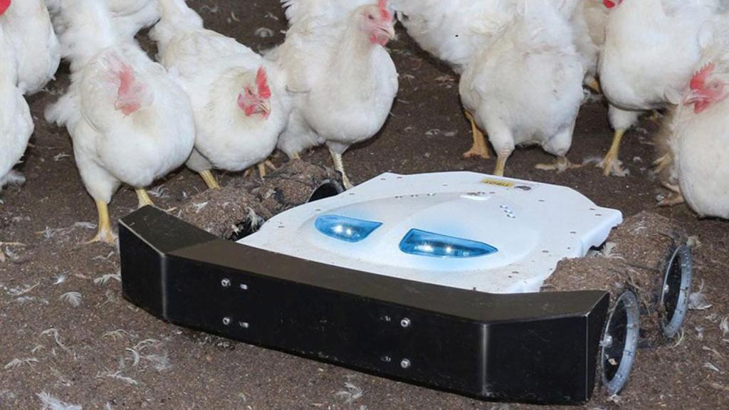 Los robots Spoutnic que cuidan de las gallinas