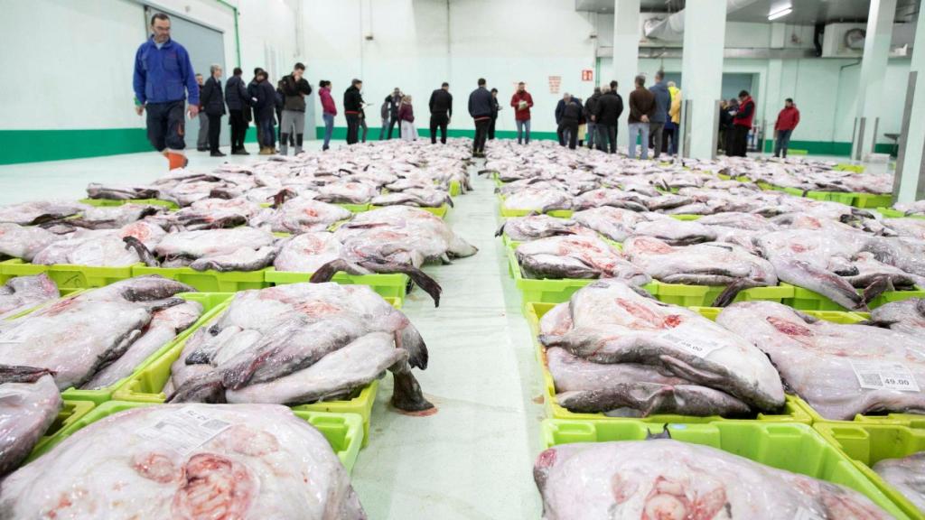 El pescado de A Coruña tendrá una marca propia