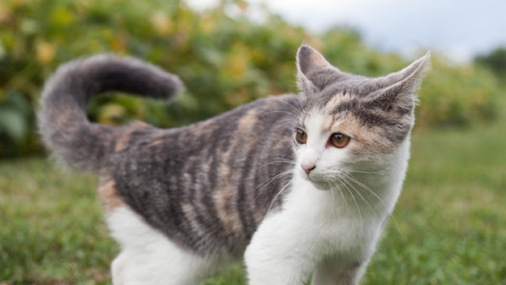 Los gatos también pueden transmitir la rabia.