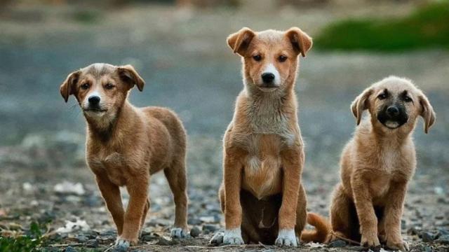 Vox propone matar a los perros que no nadie quiera adoptar