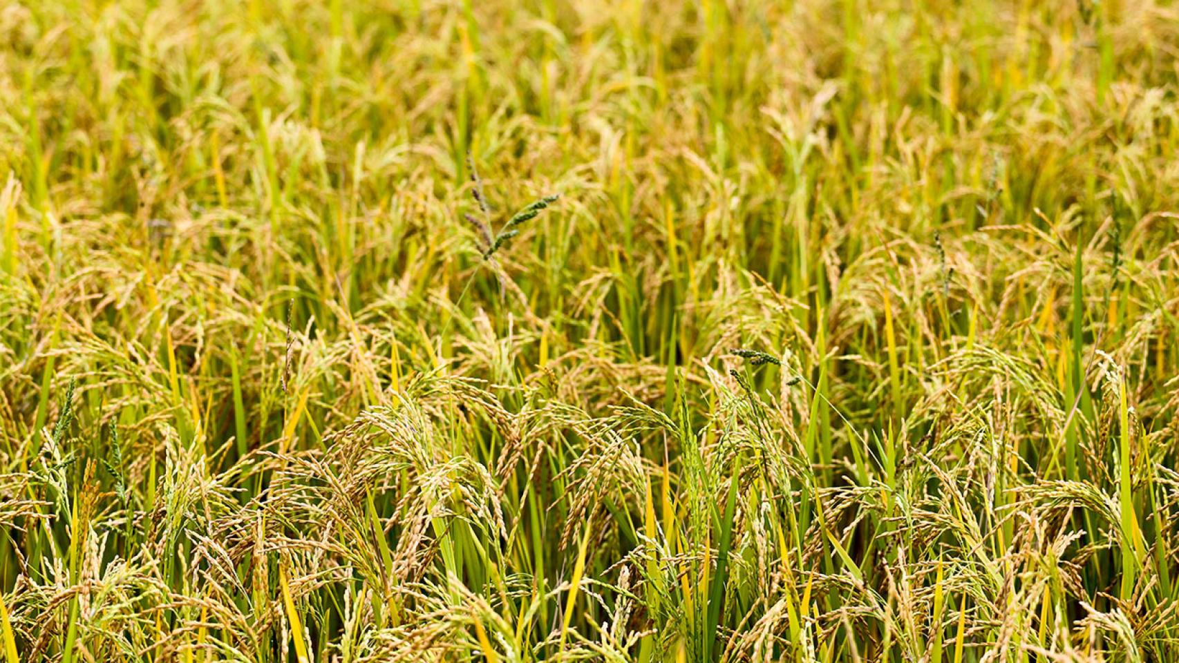 El material está fabricado con paja de arroz y residuos plásticos