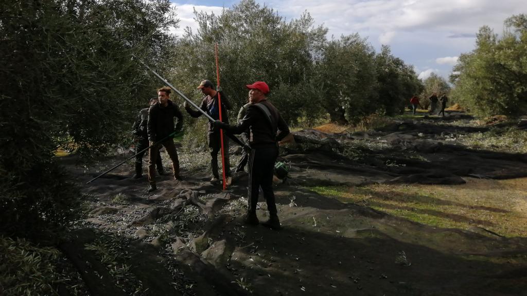 Trabajadores de la aceituna de Jaén: el jornal por un día entero recogiendo aceitunas no llega a los 55 euros.